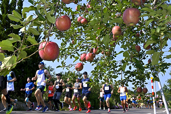 りんご並木のアップルロードの写真